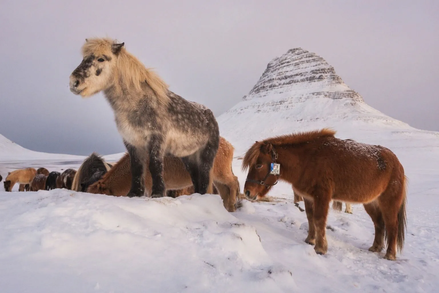 Voyager en Islande en hiver : guide complet pour réussir votre séjour